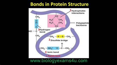 Bonds in Protein Structure | Biomolecules | Biochemistry @biologyexams4u - YouTube