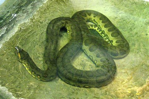 Green Anaconda Facts and Pictures | Reptile Fact