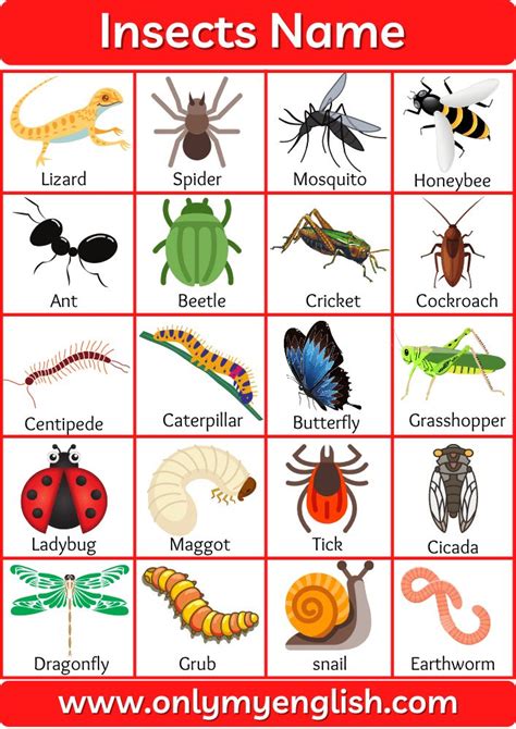 100+ List of all Insects Name in English with Pictures