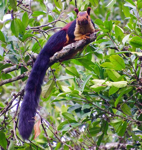 There Are Multi-Colored Giant Squirrels Living In India And People Seem To Have Just Found Out ...