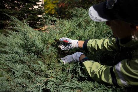 How and When to Prune a Juniper Shrub | Gardener's Path