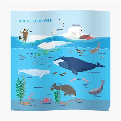 Arctic Food Web