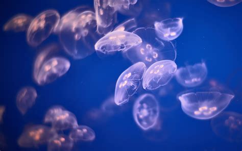 Underwater Jellyfishes 4K 5K Wallpapers | HD Wallpapers | ID #18639