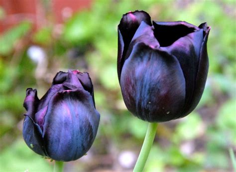 Black Parrot Tulip Black Tulip Flowers, Tulip Colors, Tulips Flowers ...