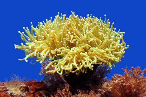 Sea Anemone - Animal Facts and Information