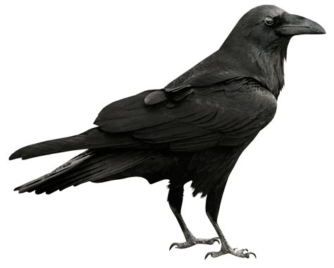 Raven Transparent PNG Picture | Crow images, Raven bird, Crows drawing