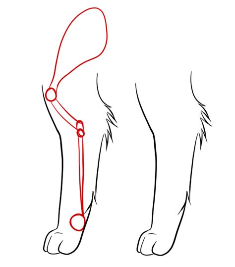 LiW6 - Advanced Skills: More Anatomy of Cats