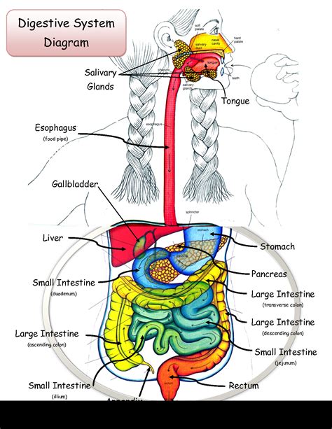 the digestive system diagram labeled - ModernHeal.com