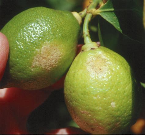 Thrips in citrus | Agriculture and Food