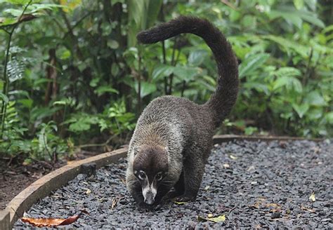 coati - Wikidata