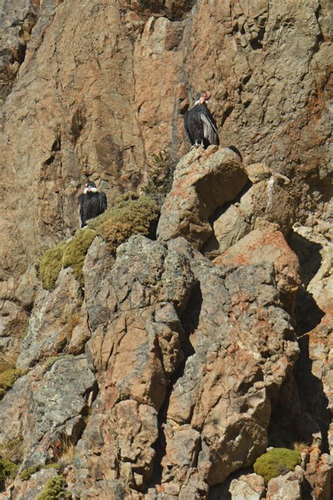 Andean Condor nest - ZooChat