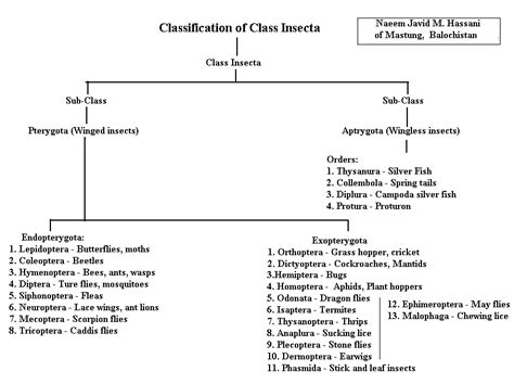 Mosquito Classification Chart: A Visual Reference of Charts | Chart Master