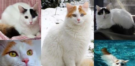 Turkish Van Cat: Breed Personality, Behavior Facts and Characteristics ...