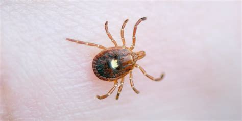 6 Lone Star Tick Diseases and the Symptoms to Know, Per an Expert