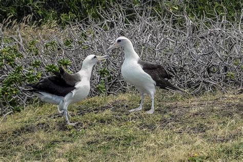 Laysan Albatross Hawaii #2 Photograph by NaturesPix