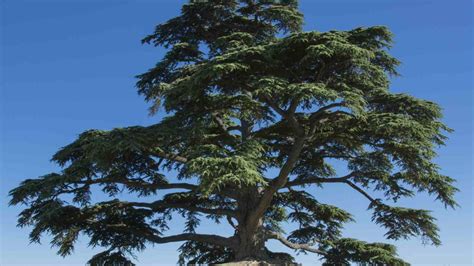 Types Of Cedar Trees For Landscaping