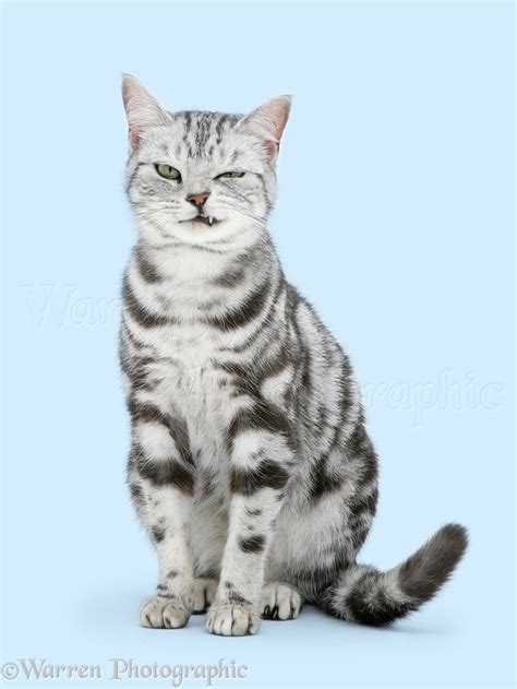 Red silver tabby cat - sandlp