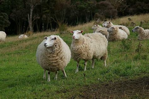 Top 15 Sheep Breeds for Wool - PetHelpful