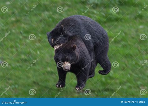 Two Beautiful Bears Hugging Each Other Stock Image - Image of adorable ...