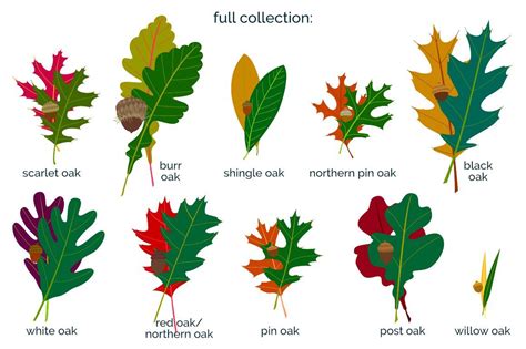 Midwest Oak Leaves and Acorns | White oak leaf, Oak leaf identification, Leaf identification