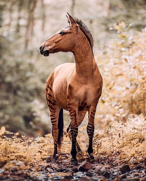 Meet Zuri the Zorse! 🦓⠀⠀⠀⠀ ⠀ A ‘Zorse’ is a hybrid between a Zebra Father and Horse Mother ...