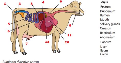 Ruminant Digestive System Diagram