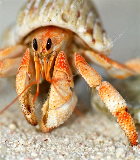 Beautiful hermit crab in his shell close up Stock Photo by ©zhekos_ 10518683