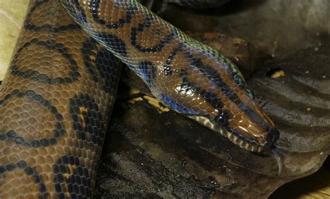 Brazilian rainbow boa | Smithsonian's National Zoo and Conservation Biology Institute