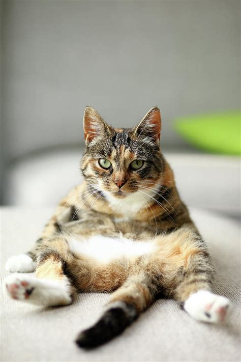 Cat Sitting Upright In Amusing Pose, On by Marcel Ter Bekke