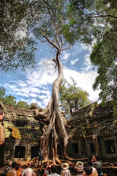 Ancient Trees, Cambodia_HDR | Cambodia travel, Places to see, Places to ...