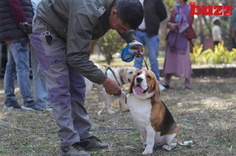 Adam the German Shepard wins the Kathmandu Dog Show 2023 - The Buzz Nepal