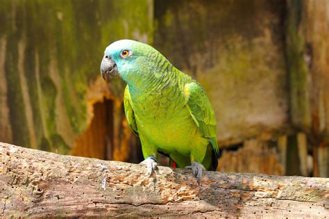 10 Top Amazon Parrot Species as Pets