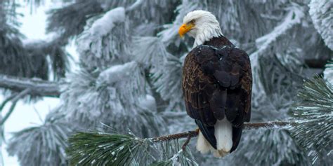 Check out This Live Calm of a Bald Eagles' Nest in Big Bear