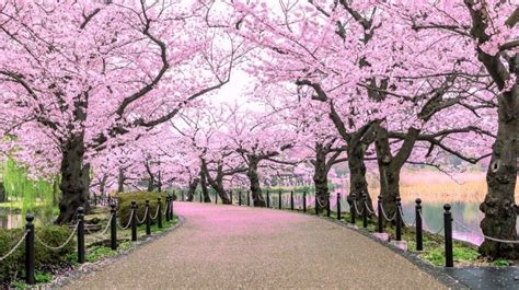 Cherry Blossom Festival in Japan: 10 Best Spots | Bookmundi | Cherry blossom japan, Best ...