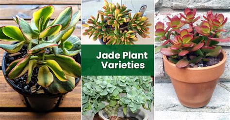 Jade Plant Varieties | Different Types & Kinds Of Jade Species - EmbraceGardening