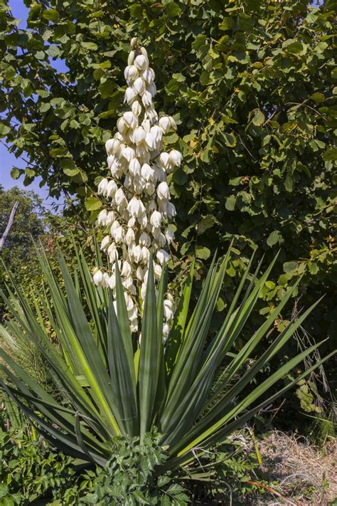 Transplanting A Yucca - When To Move Yuccas In The Landscape