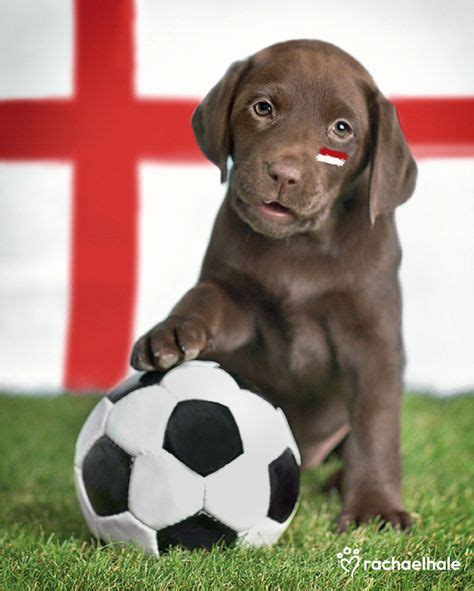 19 Dog's playing Soccer ideas | dogs, soccer, dogs and puppies