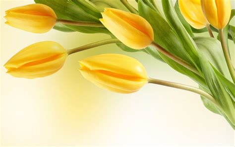 Tulips flower wallpapers HD for desktop Free Download