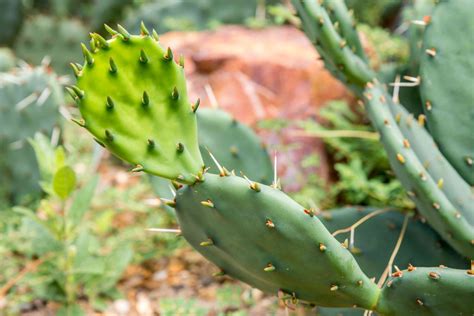 Prickly Pear Cactus: Plant Care & Growing Guide