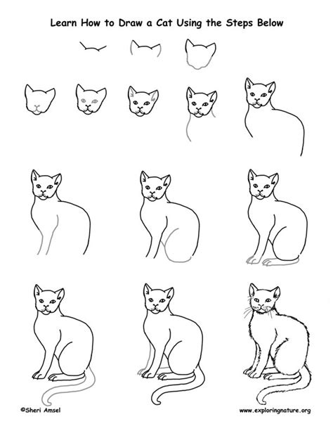 Cat Drawing Lesson