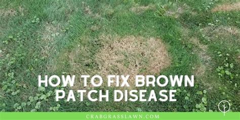 Getting Brown Spots in your Lawn? Causes + How to Get Rid of Brown Patch Fungus | CrabgrassLawn