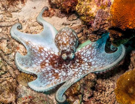 11 Amazing Octopus Species