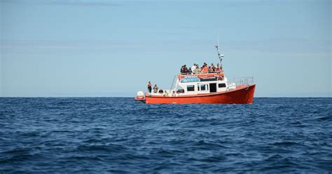 Whale Watching in Twillingate, Newfoundland | Urban Guide Quebec