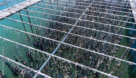 Oyster farming in oyster farm for export Stock Photo | Adobe Stock