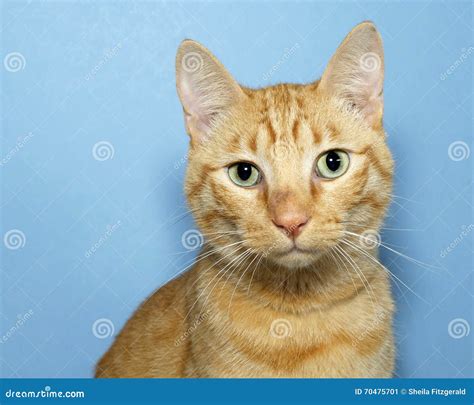 Portrait Orange Tabby Cat On Blue Background Stock Photo ...