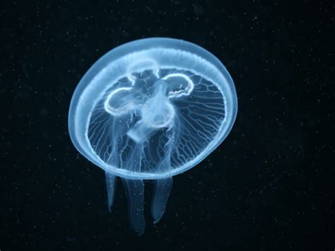 Moon Jellyfish Facts | CRITTERFACTS