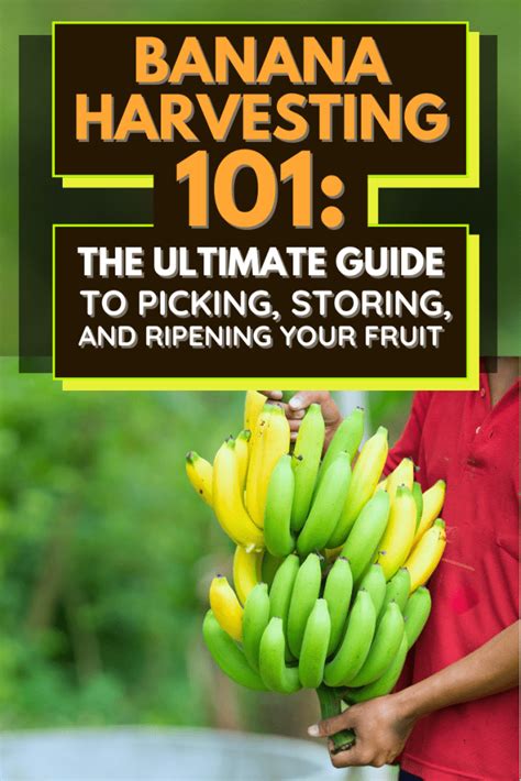 Banana Harvesting 101: The Ultimate Guide to Picking, Storing, and Ripening Your Fruit