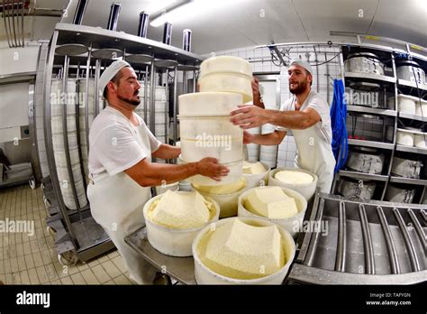 Morbier cheese making, Cheese factory, Damprichard, Doubs, France Stock Photo - Alamy