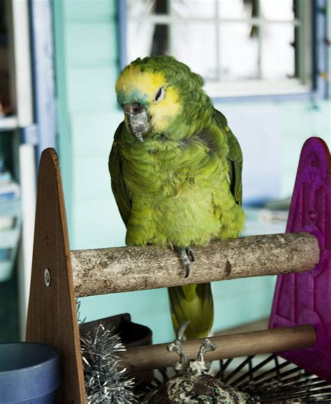 This Parrot Was Put In The Freezer For Swearing. Now See What Happened When It Came Out ...