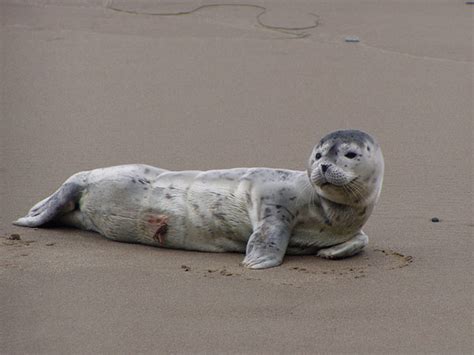 Harbor Seal Pupping Season Has Begun | Marine Mammal Institute | Oregon State University